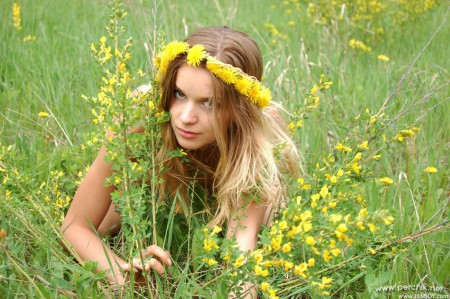 Conny A A Conny in the dandelions