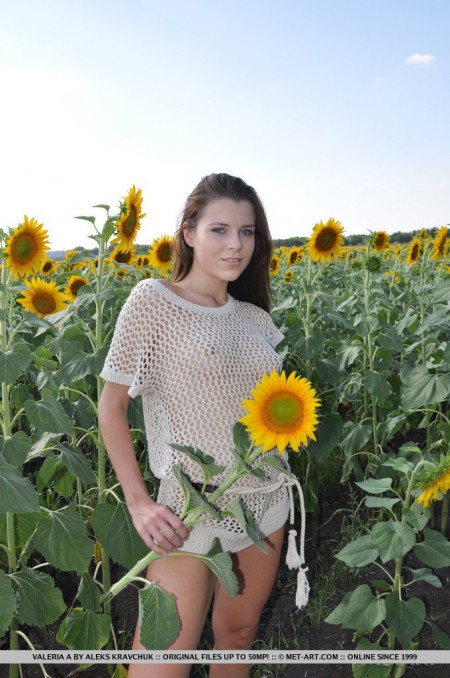 Among sunflowers