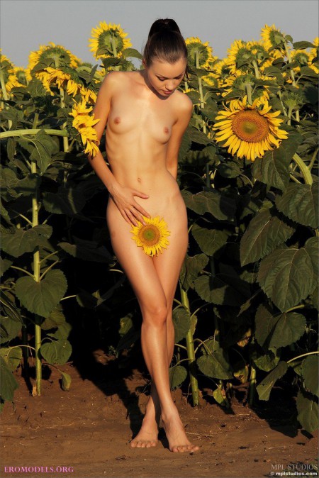 Among sunflowers
